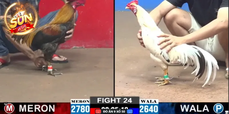 Giới thiệu chung về kênh trực tiếp chọi gà Sunwin